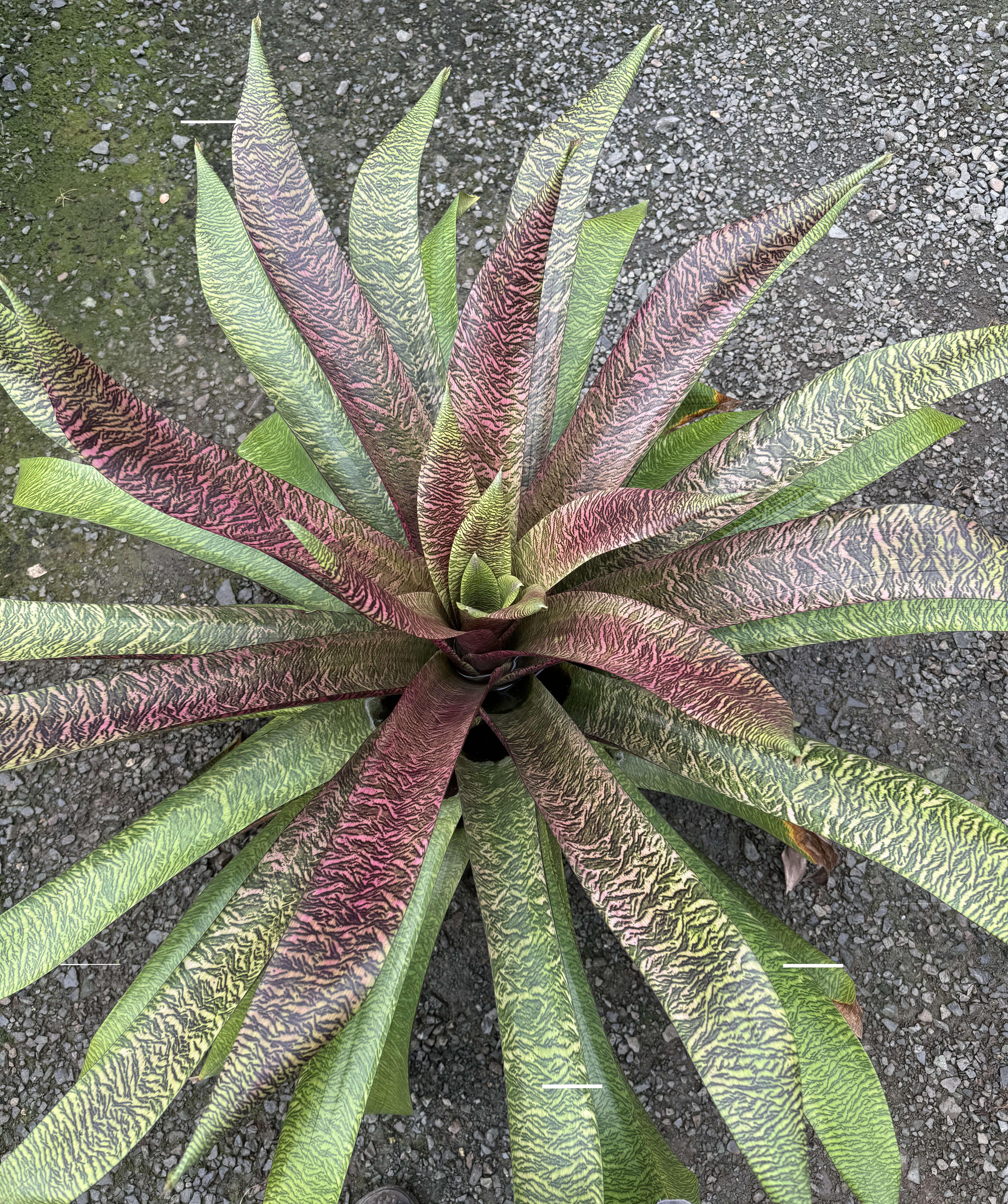 Vriesea ArtSouza | Fantastic Gardens Hawaii